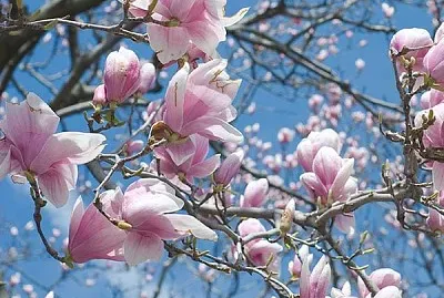 Magnolia jigsaw puzzle