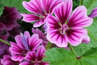 Malva