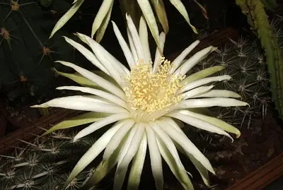 machaerocereus eruca