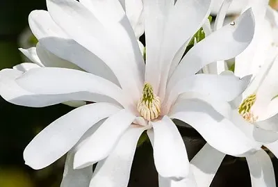 magnolia stellata