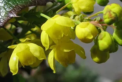 mahonia