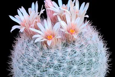 mammillaria candida