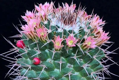 mammillaria carnea