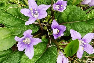 mandragola
