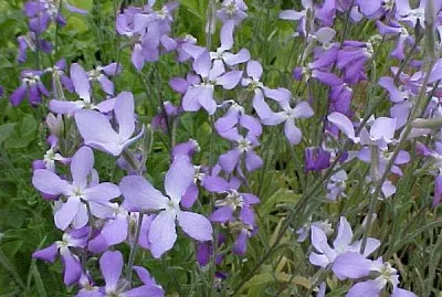 matthiola jigsaw puzzle