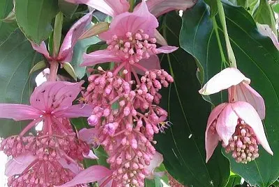 medinilla jigsaw puzzle