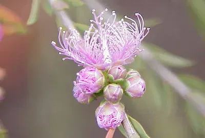 melaleuca leucadendra