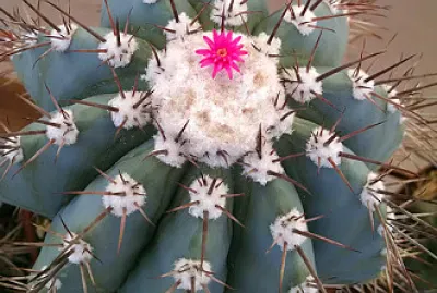 melocactus