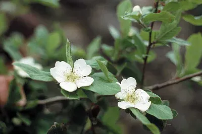 mespilus germanica jigsaw puzzle