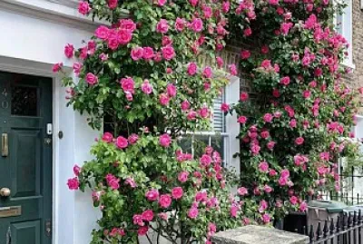 flores