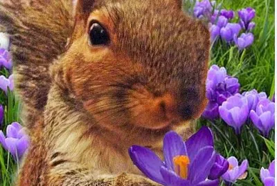 פאזל של forestercrocus