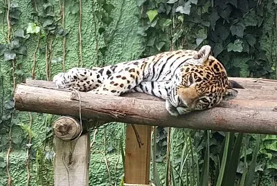 פאזל של Jaguar