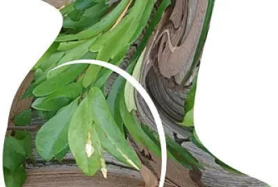 פאזל של coq en verdure