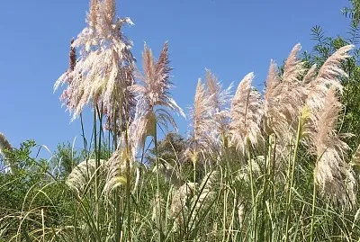 Reserva ecolÃ³gica