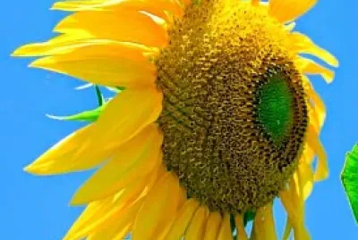 girasol andino jigsaw puzzle