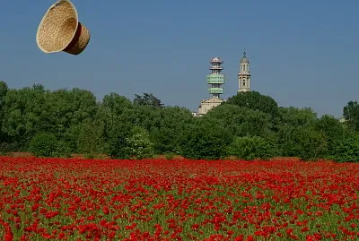 פאזל של papaveri
