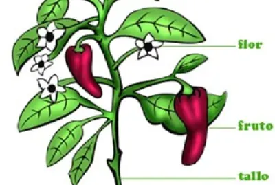 פאזל של IDENTIFICAR LAS PARTES DE UNA PLANTA