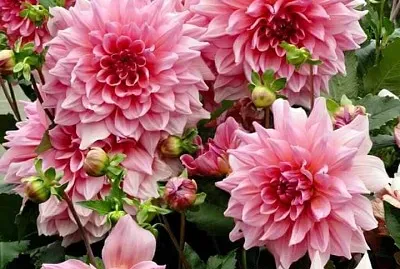 imagem jigsaw puzzle