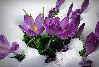 imagem jigsaw puzzle