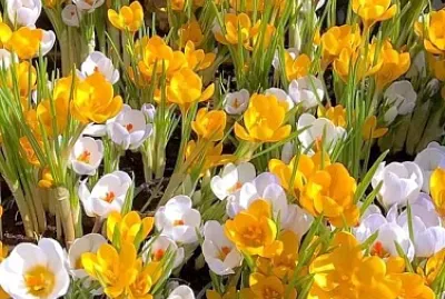 imagem jigsaw puzzle