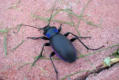 Carabus violaceus