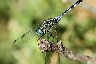 Orthetrum stemmale