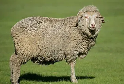 German merino