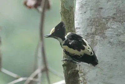 Picchio cordato