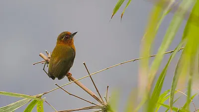 Picchiolo dai sopraccigli