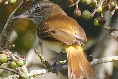 Attila groppaluminosa