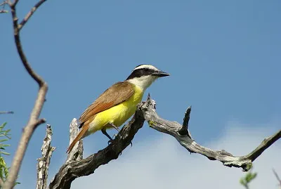 KiskadÃ¬