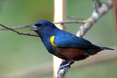 Eufonia pectoralis