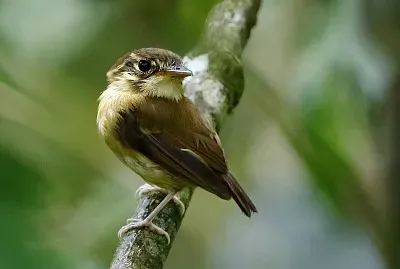Palarinco golabianca