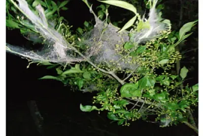 chenilles yponomeutes