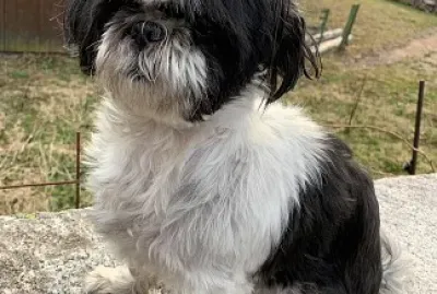mon petit chien