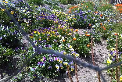 flores