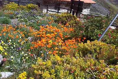 פאזל של merida