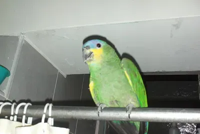 panchito
