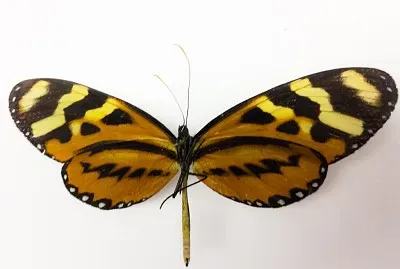 Mariposa