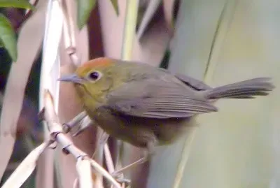 Stachyridopsis ruficeps