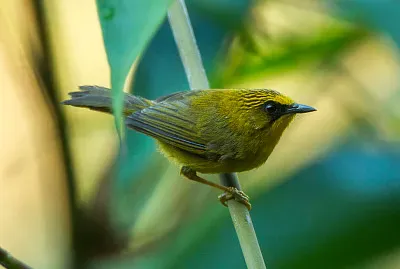 Stachyripopsis chrysaea