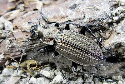 Carabus granulatus