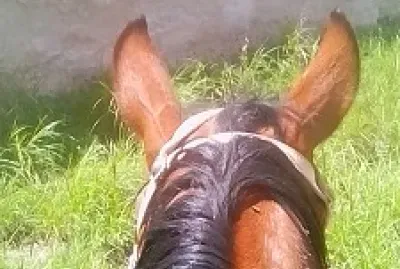 caballo