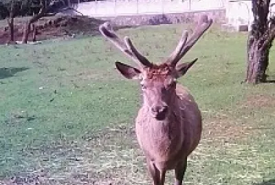 venado
