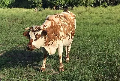 Vaca