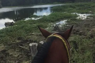 Caballo al rÃ­o