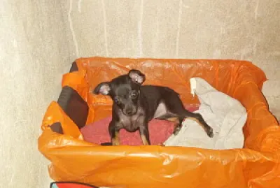 PequeÃ±ita