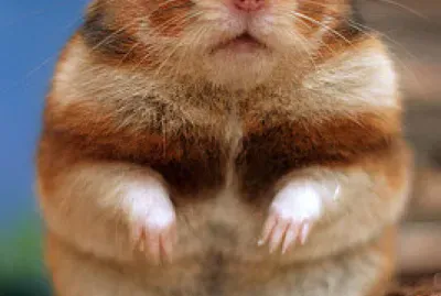 Baloo el hamster