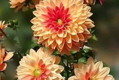 flores
