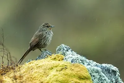 Asthenes virgata